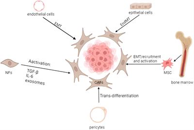 Role of cancer-associated fibroblasts in the progression, therapeutic resistance and targeted therapy of oesophageal squamous cell carcinoma